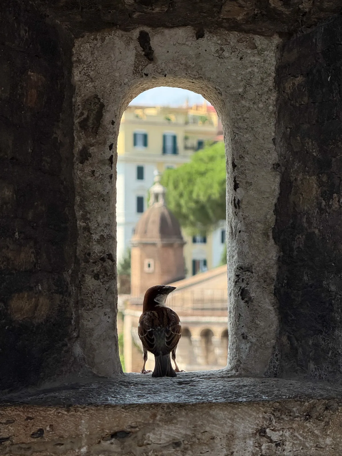 Gorrión en Ventana del Castel Sant'Angelo — Roma, Italia