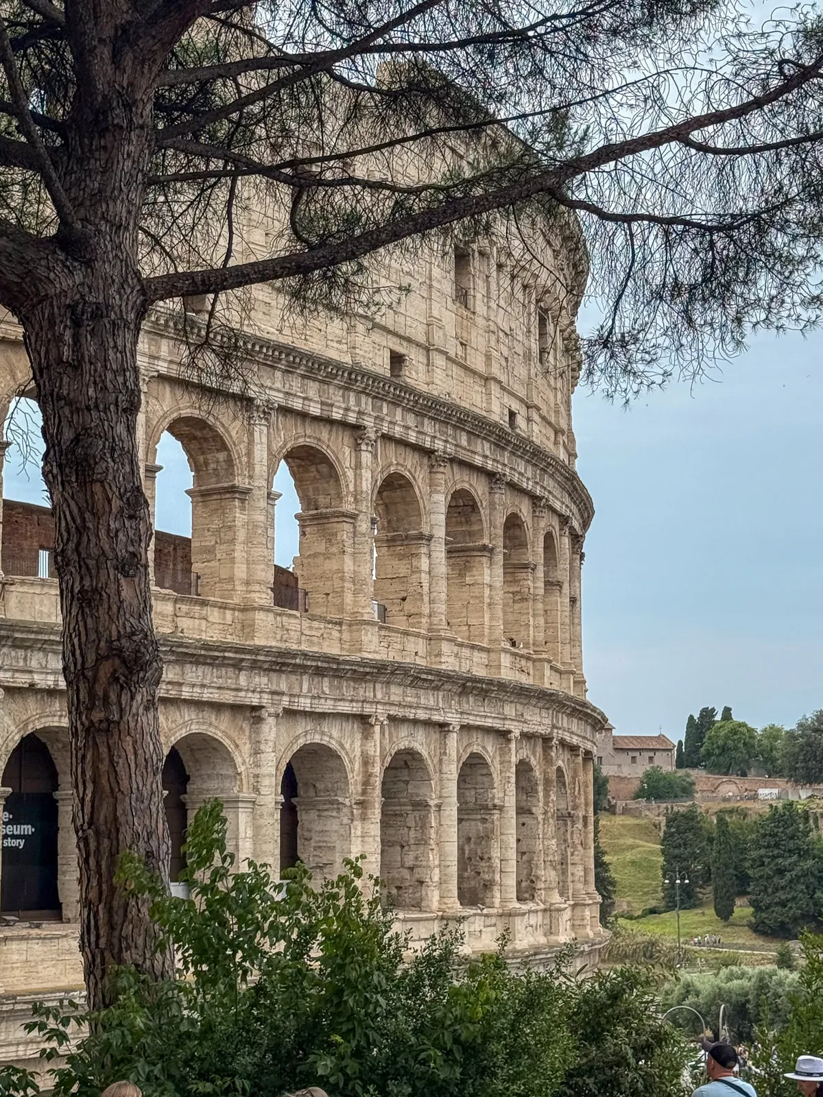Coliseo Romano entre Ramas de Pino — Roma, Italia